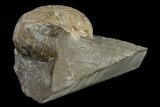 Rare Goniatite (Goniatites) Fossil - Oklahoma #119440-3